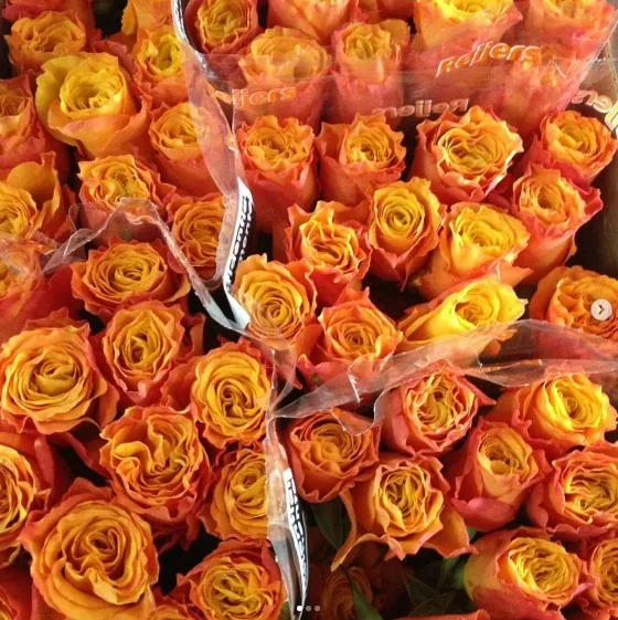 Rosas laranjas