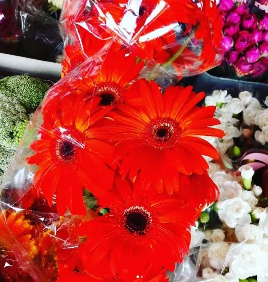 Gérberas
