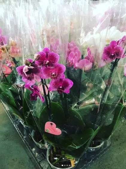 Orquídeas
