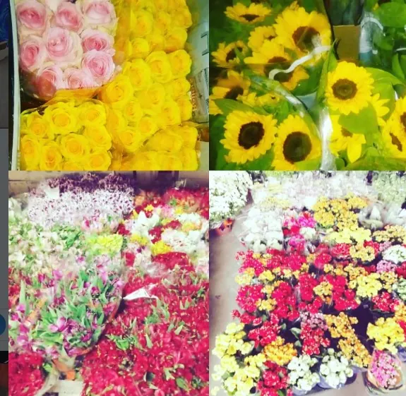 Flores e variedades da Estação das Flores