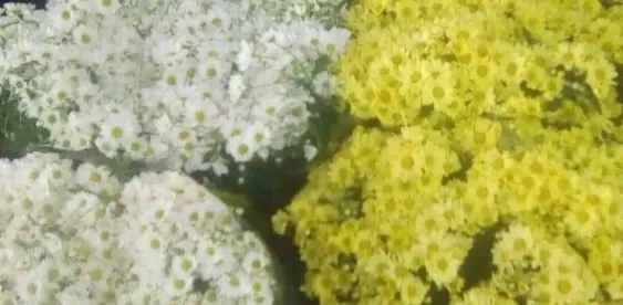 Flores e variedades da Estação das Flores