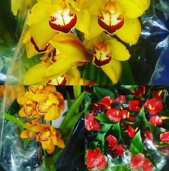 Flores e variedades da Estação das Flores